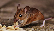 24 Hour & Emergency Exterminators in Ventnor City, NJ